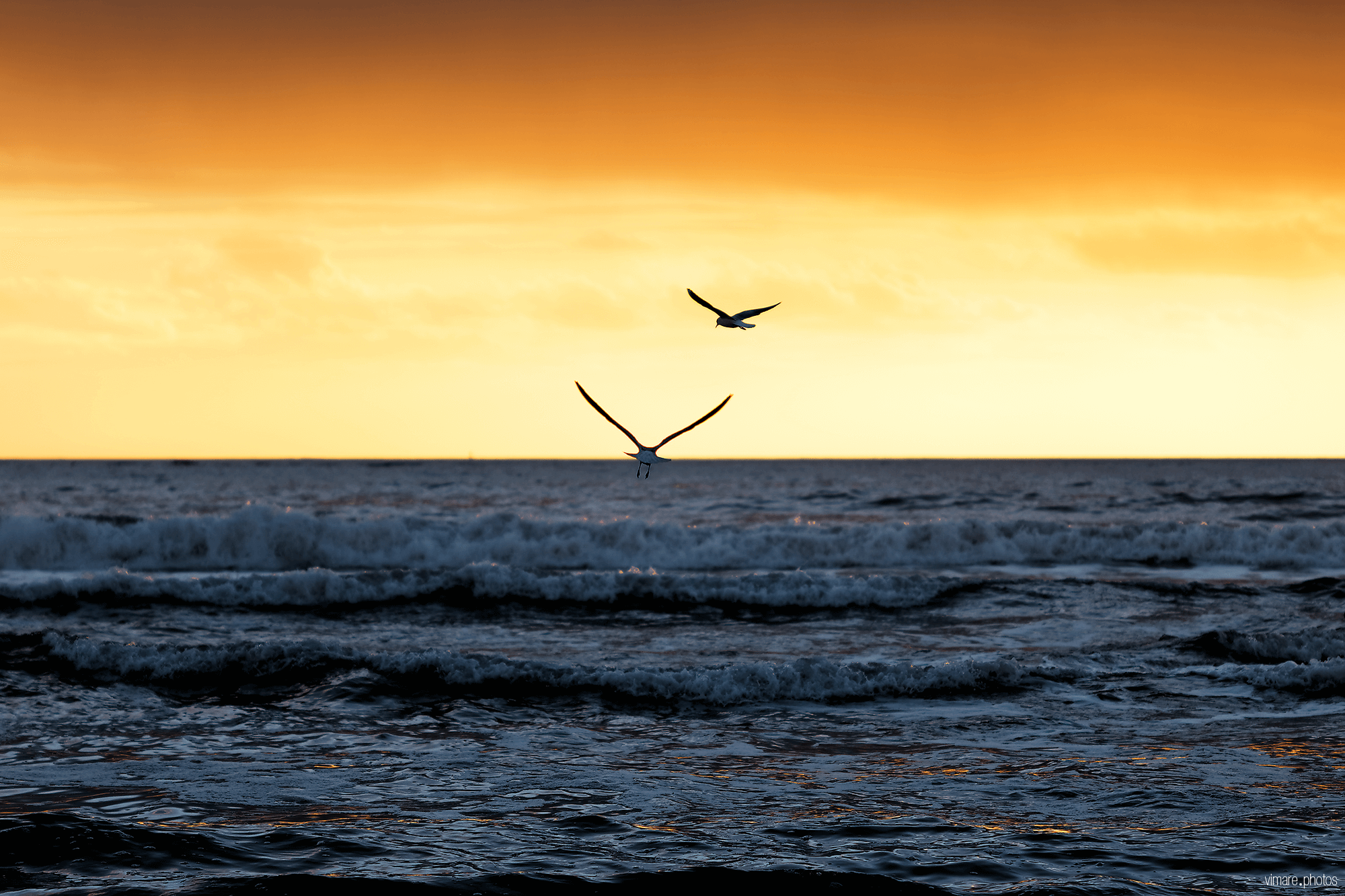 Papillon