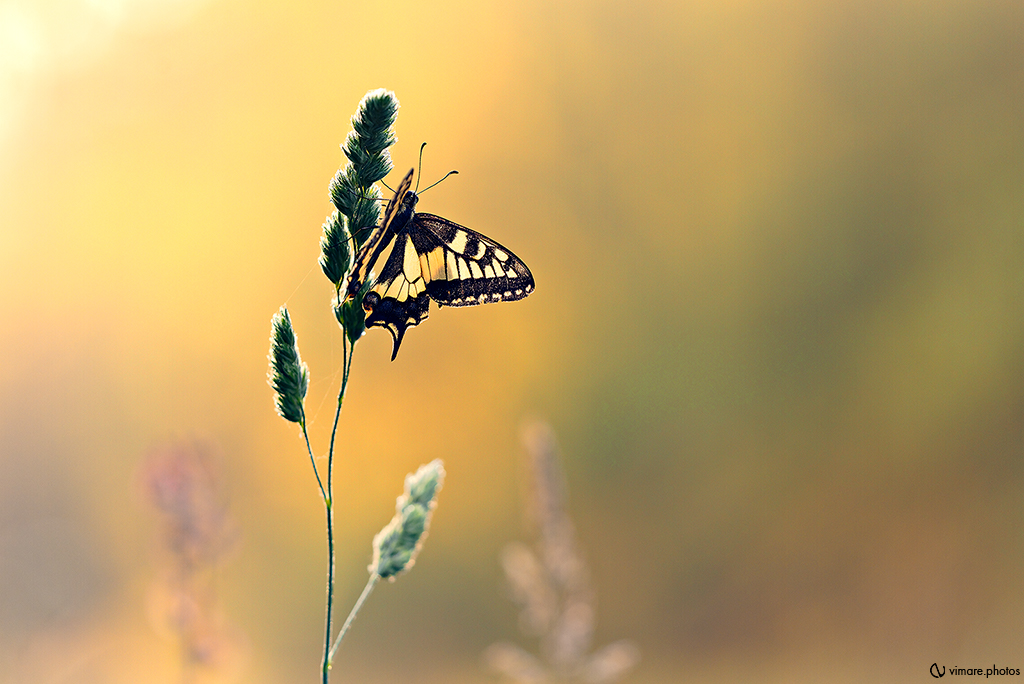 Papillon